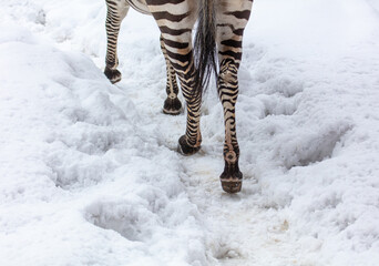 Zebra hooves on the snow