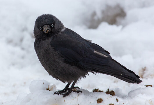 Crow on the snow in winter