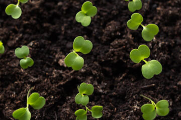 Small green sprouts of seedlings in the ground