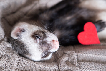 Gray-black sable ferret with a heart Domestic ferret concept. Exotic pet care concept. Isolated on background