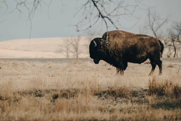 Sheer curtains Bison bison in park national park