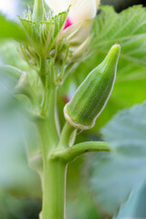Obraz premium macro photography of blooming okra plant in garden.