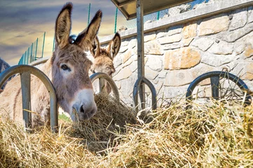 Zelfklevend Fotobehang Donkey eating hay © michelangeloop