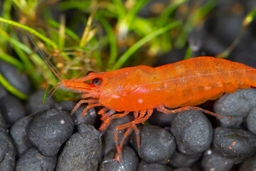 Orange cherry shrimp in nature