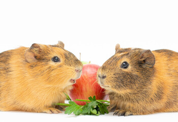 Lunch time. Funny guinea pig portrait over white background
