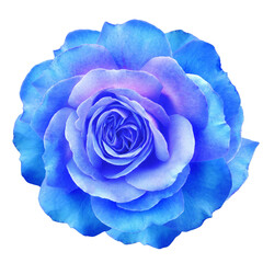 Blue  rose flower  on white isolated background with clipping path. Closeup. For design. Nature.