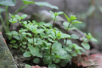 Green mint leaves growing in the garden