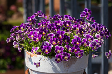 Fototapete bei efototapeten.de bestellen   