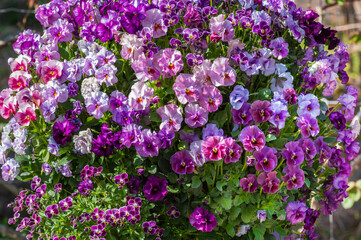 Fototapete bei efototapeten.de bestellen   