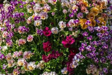 Fototapete bei efototapeten.de bestellen   