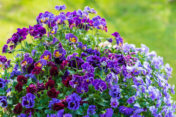 Fototapete bei efototapeten.de bestellen   