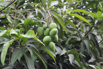 A bunch of green mango hanging on the tree