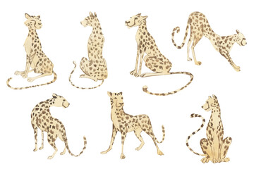 Watercolor drawings of a cheetah in different poses