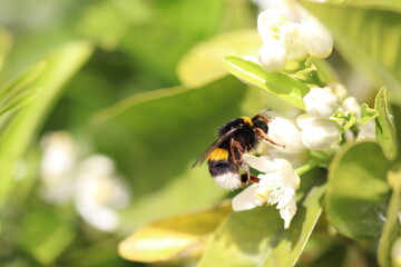 Common bumblebee clinging to a flower