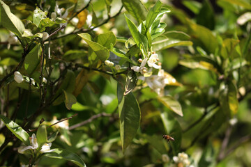 Nature scene, orange blossoms, and a small bee flying nearby