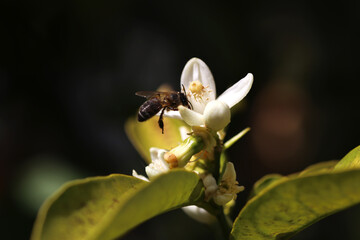 Bee feeding on an orange blossom © TopMicrobialStock