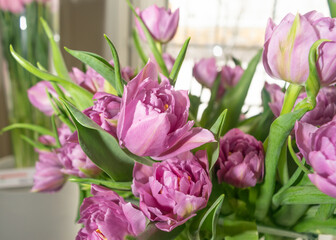 Tulip Bouquet, Spring Tulipa Flowers