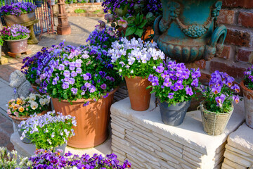 ローザンベリー多和田　ビオラ寄せ植え