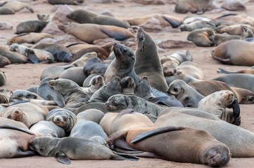 Impression of the abundant number of seals in the seal colony near Skeleton Coast, Namibia.