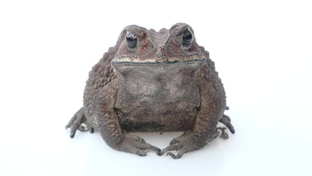 Asian Common Toad, Duttaphrynus melanostictus, sitting and isolated on a white studio background.