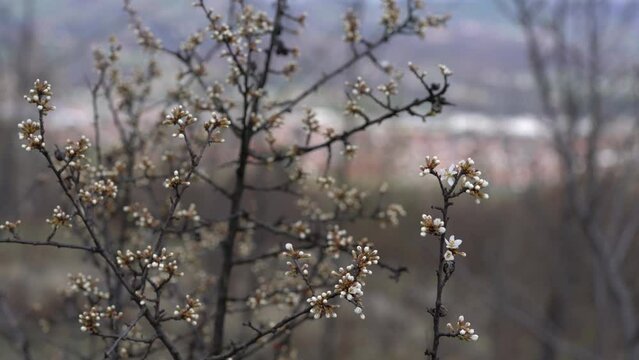 Blackthorn beginning of flowering (Prunus spinosa) - (4K)
