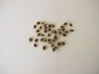 Self harvested hibiscus seeds on a wooden board
