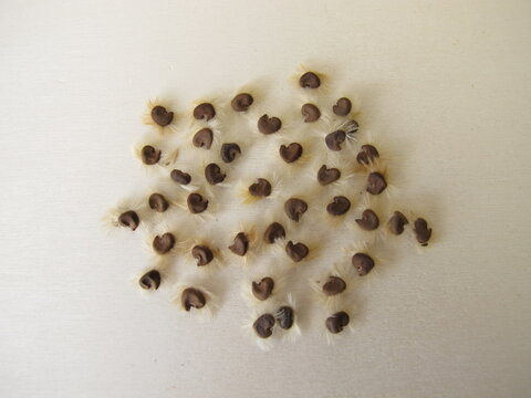 Self harvested hibiscus seeds on a wooden board