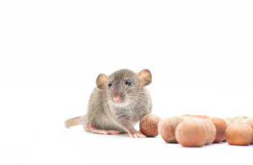 grey dumbo rat with nuts on white