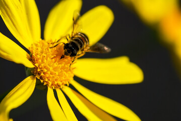 Hoverfly on a yellow flower 2