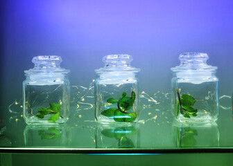 green fresh mint leaves in three  small glass bottles and led garland