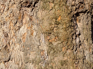 Abstract texture of tree bark