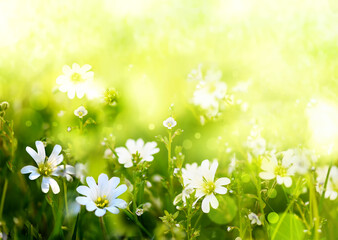 Soft spring nature floral background. Copy space