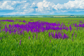 bright spring landscape on a sunny day - an agricultural field with young wheat sprouts and delphinium flowers