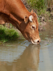 Brown cow drinking water