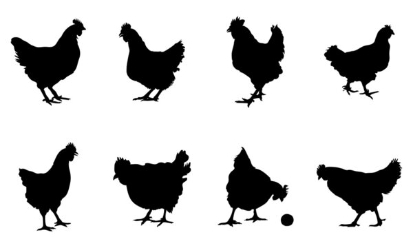 Silhouettes of hen chicken. vector Illustration