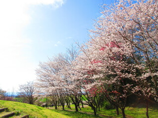 桜の世界