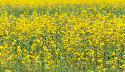 Obraz premium Blooming yellow rapeseed in a sunny day. Natural floral bright background. Spring landscape. Cultivation of agricultural fields of oilseed rape