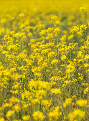 View of magnificent spring field of blooming yellow rapeseed in sunny day. Cultivation of agricultural fields of oilseed rape. Natural floral bright background. Soft focus