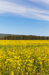 View on field of flowering rapeseed in foothill valley on sunny day against blue sky. Cultivation of agricultural fields of oilseed rape. Beautiful summer landscape. Agritourism. Natural background