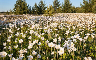 Spring natural background with wild blooming white anemones in the sunset warm light on a forest sunny meadow. Beautiful scenery. Summer travel. Buryatia, Foothill Tunka valley, Arshan