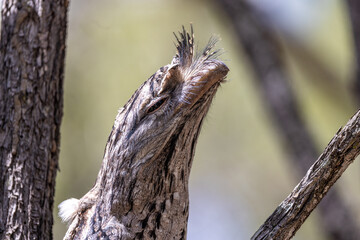 Tawny Frogmouth in Queensland Australia