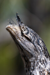 Tawny Frogmouth in Queensland Australia