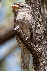 Tawny Frogmouth in Queensland Australia