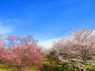 Obraz na płótnie Canvas 桜の花に囲まれて