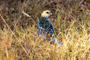 Pale-headed Rosella in Queensland Australia