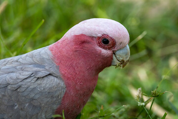 Galah Cockatoo in Queensland Australia
