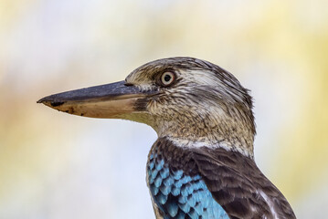 Male Eastern Blue-winged Kookaburra in Queensland Australia