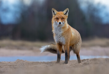 Windy Red Fox (Vulpes vulpes) stands on field road and looks at the camera in stormy winter weather 