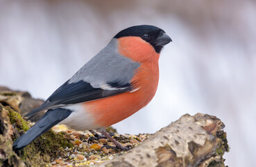 Winter shot of male Eurasian Bullfinch (Pyrrhula pyrrhula) perched on tree stump with clean winter background 