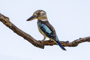 Male Eastern Blue-winged Kookaburra in Queensland Australia